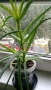 продавам цветя Алое лечебно, снимка 9