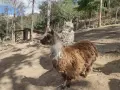 Семейство Алпаки, снимка 2
