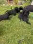 Продавам черни немски овчарки, снимка 2