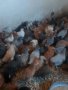 Продавам ярки кокошки носачки , снимка 1 - Кокошки и пуйки - 40293924