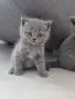 Шотландски и британси котета, снимка 3