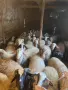 Продавам агнета, снимка 2