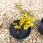 Физокарпус жълт, Physocarpus opulifolius ‘Dart’s Gold’, снимка 12