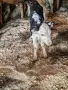 различна възраст телета, снимка 9
