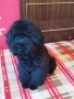 Мини пудел , снимка 2