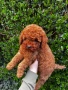 Мини Пудел Момче и Момиче  / Mini Poodle, снимка 2