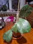 Продавам хоя кери сплаш , снимка 2