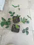 Продавам разсад бяла Ягоди в кофичка, снимка 2