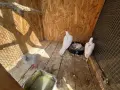 Гугутки смехурки
, снимка 6