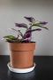 🌸 Tradescantia Nanouk – в момента цъфти - 4+ растения в саксия 🌿, снимка 1