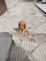 Кокер Шпаньол +, снимка 4