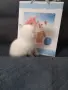 КОТЕНЦЕ КАТО  ОТ РЕКЛАМА, снимка 7