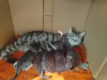 5 сладки бебенца котенца, снимка 13