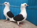 Южногермански щитни , снимка 1
