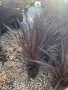 Палми юка червенолистна , снимка 3