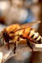 Пчелни отводки дадан блат