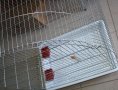 Клетка за големи Папагали, Птици, Супер голяма XXXL2 с объл покрив тънка тел малки отвори 1см - Жако, снимка 10