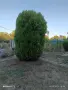 Туя за жив плет , снимка 7