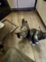 Мейн куун котенца , снимка 1