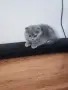 Прекрасни Шотландски Клепоухи котенца (Scottish Fold), снимка 14