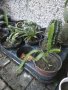 Сукуленти, кактуси, цветя - различни видове , снимка 10