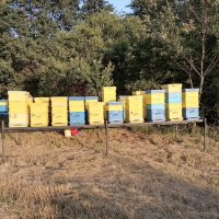 Пчелен мед букет, снимка 3 - Пчелни продукти - 42065903