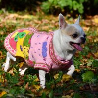  Ръчно бродирани перуански кучешки дрешки различни цветове и размери, снимка 15 - За кучета - 42804804