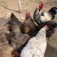 Катунски кокошки - Уникални, снимка 4 - Кокошки и пуйки - 42894938