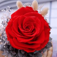Вечна роза в похлупак, снимка 2 - Декорация за дома - 31886358