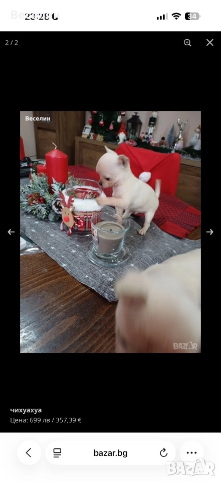 мъжко чихуа, снимка 1