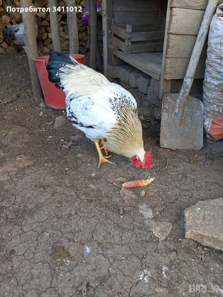 петли, снимка 1