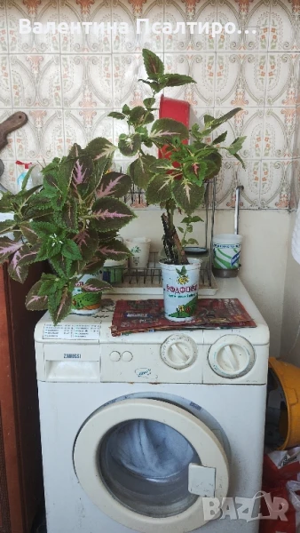 Копривки, снимка 1