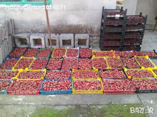 Сорт ягоди- Зенга- Зенгана, снимка 1