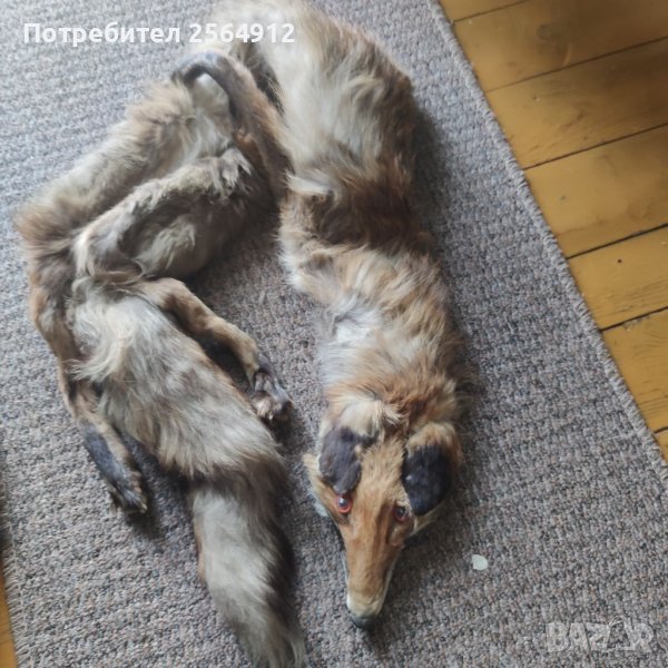 Продавам лисица , снимка 1