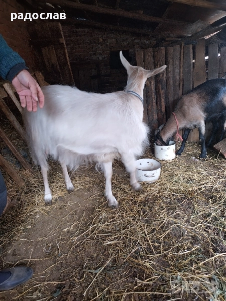 кози за продажба , снимка 1