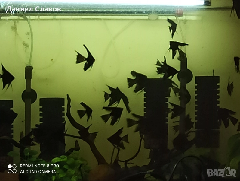 Черни воални скаларии на едро , снимка 1