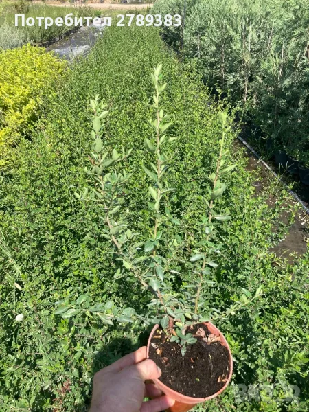 Пираканта , червена и жълта, снимка 1