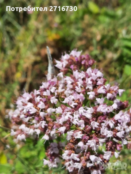 Риган - билка от подножието на Рила, снимка 1