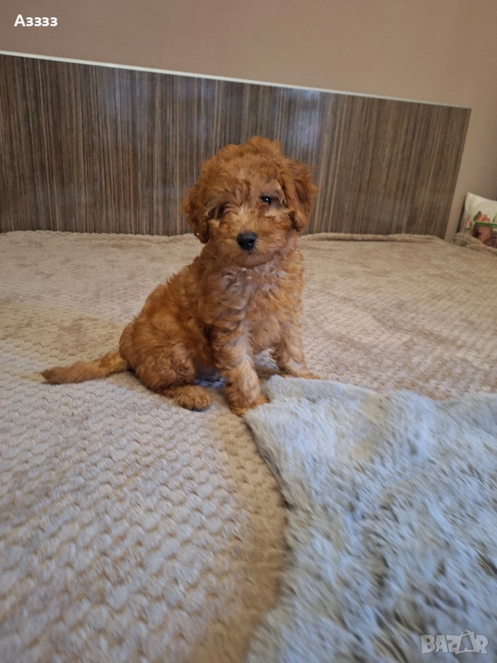 Мини пудел, снимка 1