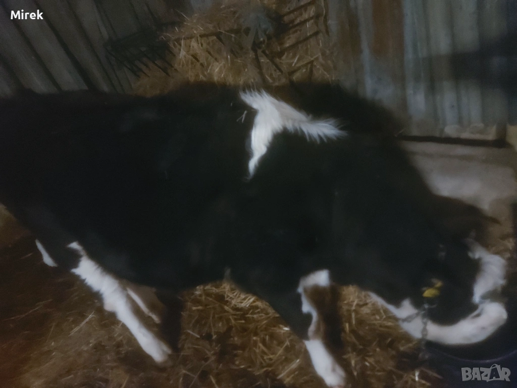 Симентал за продажба, снимка 1