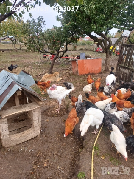 Продавам пуяци, снимка 1