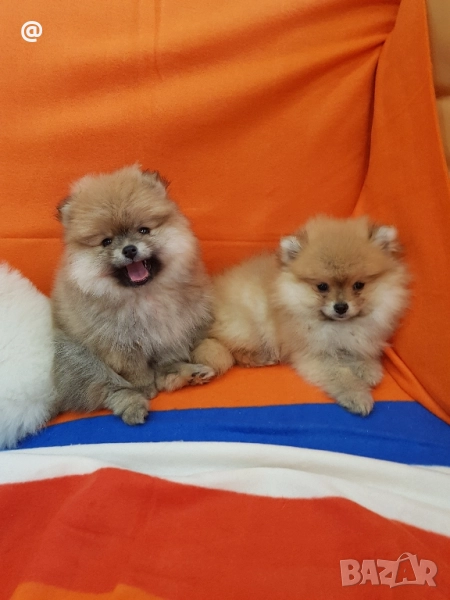 Померан померанчета Гр. София, снимка 1