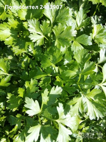 Връзка магданоз в Домашни продукти в гр. Монтана - ID36616227 — Bazar.bg