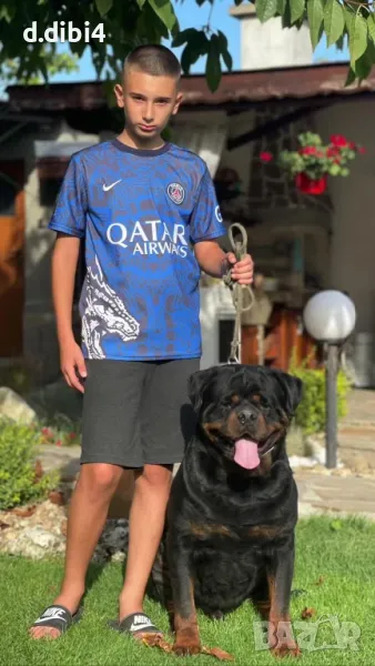 Мъжки за разплод , снимка 1