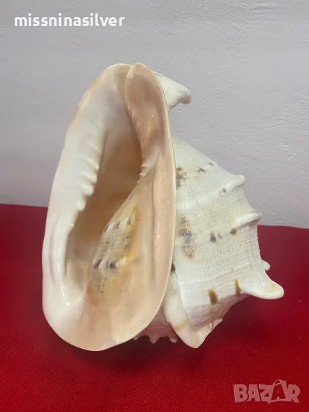 Рапан голям, снимка 1