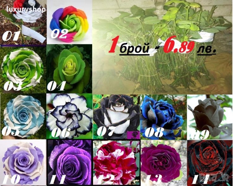 Готови за засаждане роза - 14 различни от най -  редки сортове и цветове, Промоция до изчерпване на , снимка 1