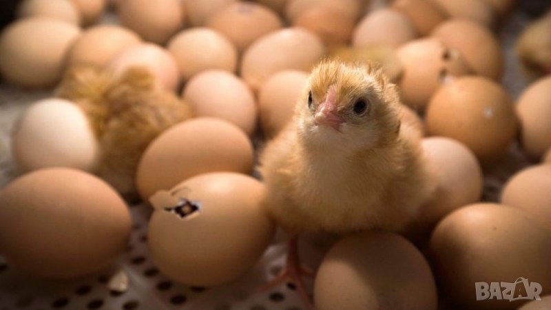 Ремонт на Инкубатори, снимка 1