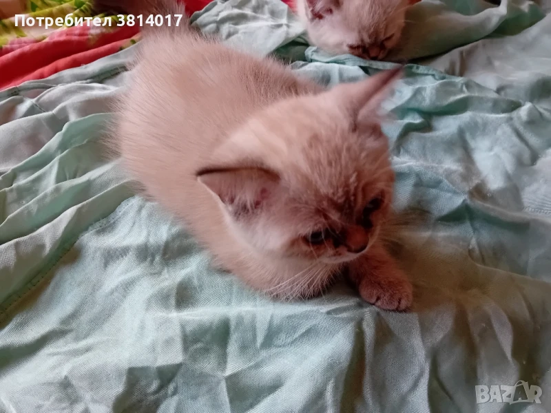 продавам котета персийски , снимка 1