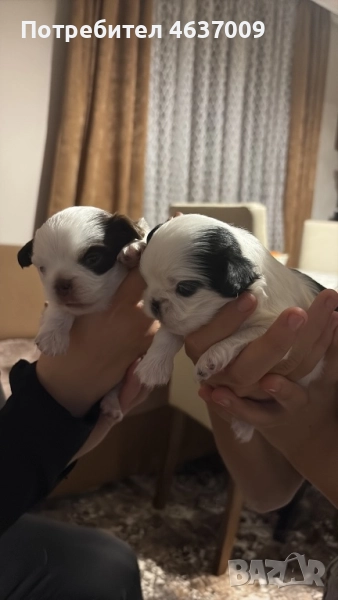 Японски хинчета, снимка 1