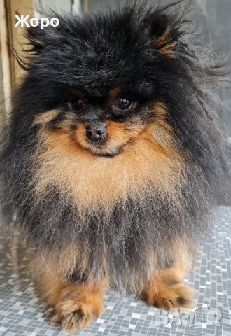 За разплод и продавам , снимка 5 - Померан - 42157230